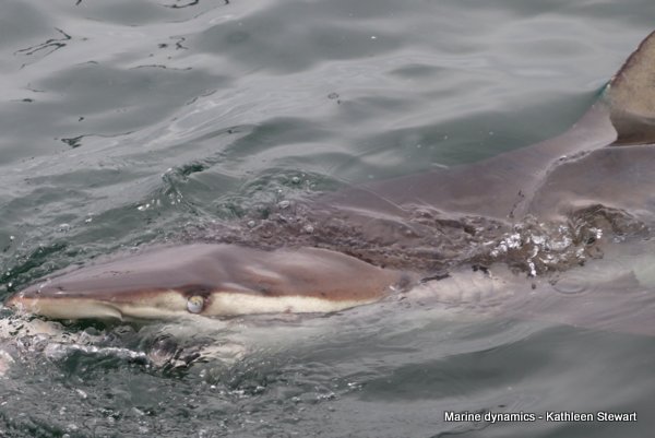 Bronze Whaler Sharks, South Africa